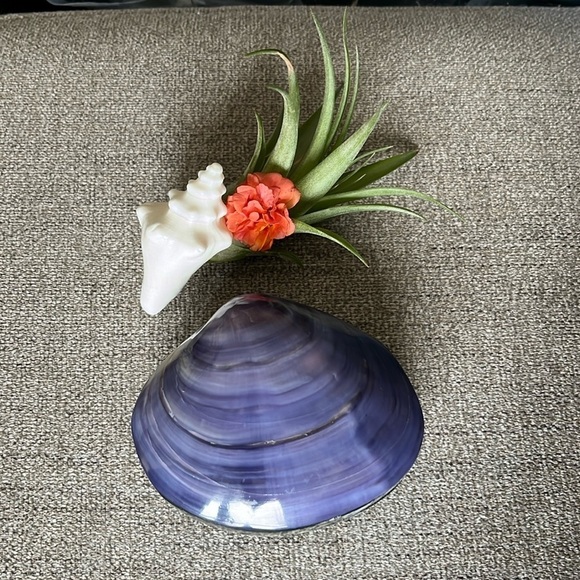 ๐ Beautiful Handmade Polished Purple Clam Shell Jewelry/Trinket Box - Picture 4 of 11